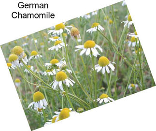 German Chamomile