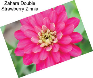 Zahara Double Strawberry Zinnia