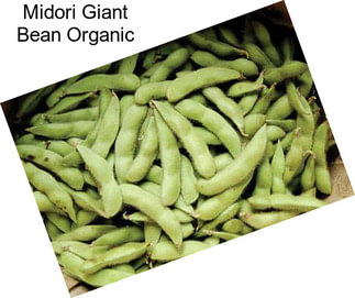 Midori Giant Bean Organic