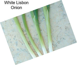 White Lisbon Onion