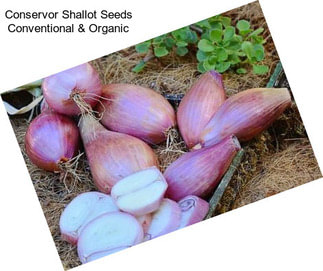 Conservor Shallot Seeds Conventional & Organic