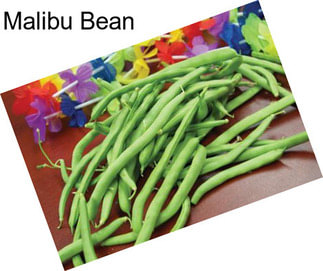 Malibu Bean