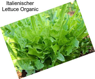 Italienischer Lettuce Organic