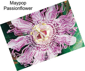 Maypop Passionflower