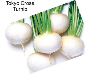 Tokyo Cross Turnip