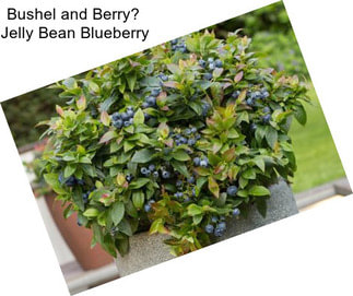 Bushel and Berry Jelly Bean Blueberry