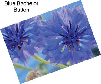 Blue Bachelor Button