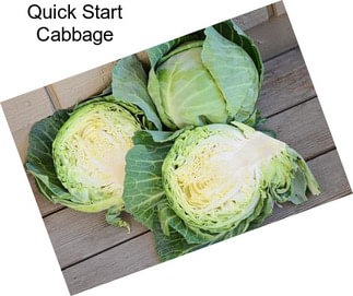 Quick Start Cabbage