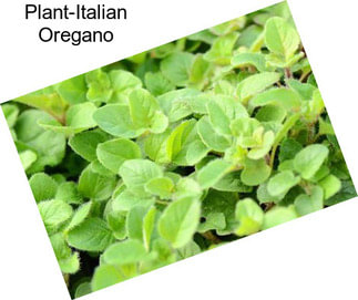 Plant-Italian Oregano