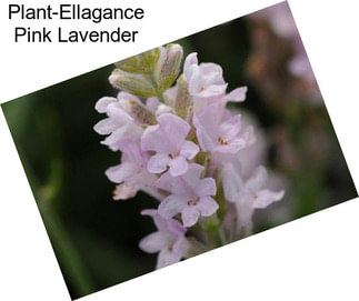 Plant-Ellagance Pink Lavender