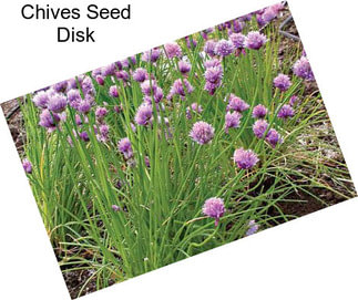 Chives Seed Disk