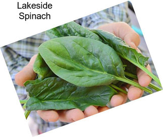 Lakeside Spinach