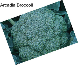 Arcadia Broccoli