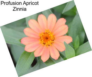 Profusion Apricot Zinnia