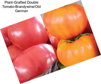 Plant-Grafted Double Tomato-Brandywine/Old German