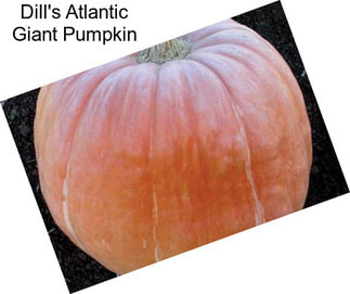 Dill\'s Atlantic Giant Pumpkin