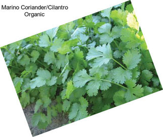 Marino Coriander/Cilantro Organic