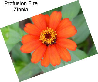 Profusion Fire Zinnia