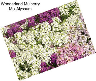 Wonderland Mulberry Mix Alyssum