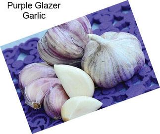 Purple Glazer Garlic