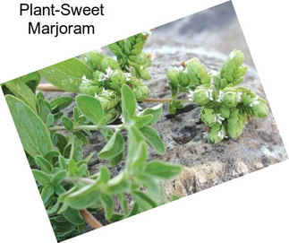 Plant-Sweet Marjoram