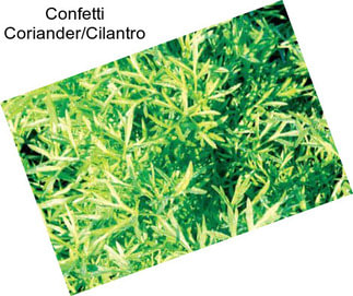 Confetti Coriander/Cilantro