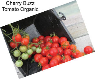 Cherry Buzz Tomato Organic