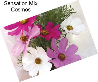 Sensation Mix Cosmos