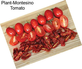 Plant-Montesino Tomato