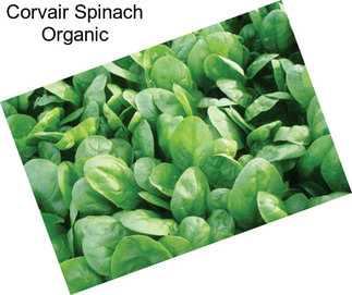 Corvair Spinach Organic