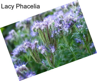 Lacy Phacelia