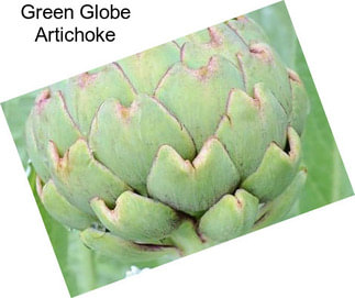 Green Globe Artichoke