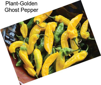 Plant-Golden Ghost Pepper