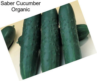 Saber Cucumber Organic