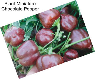 Plant-Miniature Chocolate Pepper