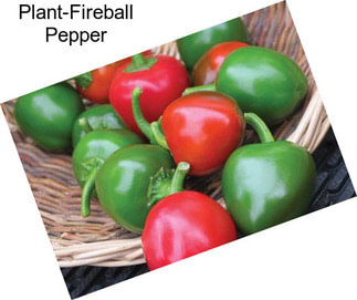 Plant-Fireball Pepper