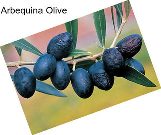 Arbequina Olive