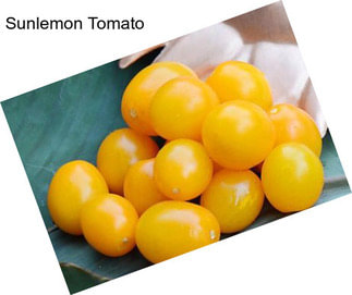 Sunlemon Tomato