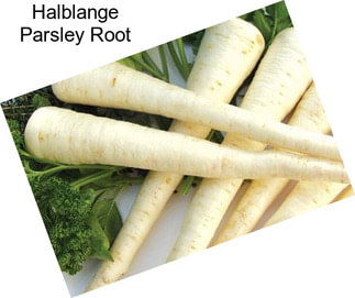 Halblange Parsley Root