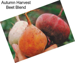 Autumn Harvest Beet Blend