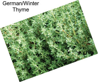 German/Winter Thyme