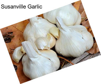 Susanville Garlic