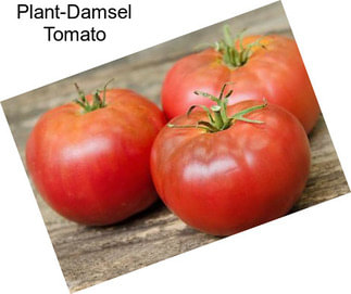 Plant-Damsel Tomato