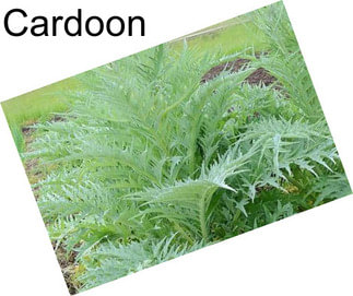 Cardoon