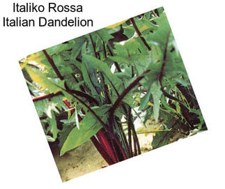 Italiko Rossa Italian Dandelion