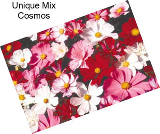 Unique Mix Cosmos