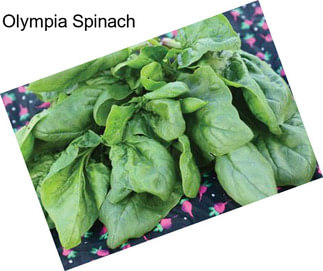 Olympia Spinach