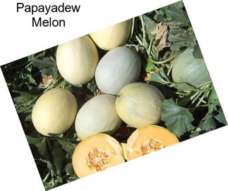 Papayadew Melon