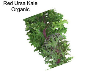 Red Ursa Kale Organic