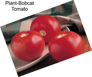 Plant-Bobcat Tomato